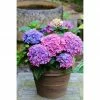 BAUHAUS Bauernhortensie Hydrangea Macrophylla 'Blue Ballad®, Topfvolumen: 5 L, Blau -Gartenpflanzen Verkäufe 12 1170