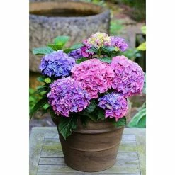 BAUHAUS Bauernhortensie Hydrangea Macrophylla 'Blue Ballad®, Topfvolumen: 5 L, Blau