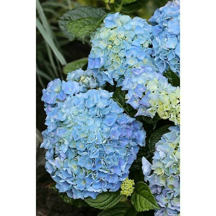 BAUHAUS Bauernhortensie Hydrangea Macrophylla 'Blue Ballad®, Topfvolumen: 5 L, Blau 4 BAUHAUS Bauernhortensie Hydrangea Macrophylla 'Blue Ballad®, Topfvolumen: 5 L, Blau – Bild 2
