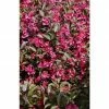 BAUHAUS Weigelie Weigela Florida 'Nana Purpurea', 30 Cm - 50 Cm -Gartenpflanzen Verkäufe 12 1172