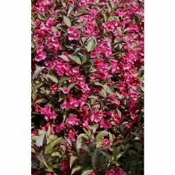 BAUHAUS Weigelie Weigela Florida 'Nana Purpurea', 30 Cm - 50 Cm