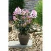 BAUHAUS Großblumiger Rhododendron Rhododendron 'Graffito'® EASYDENDRON®, Topfvolumen: 5 L, Rosa/Weiß 2 BAUHAUS Großblumiger Rhododendron Rhododendron 'Graffito'® EASYDENDRON®, Topfvolumen: 5 L, Rosa/Weiß -Gartenpflanzen Verkäufe 12 1176