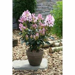 BAUHAUS Großblumiger Rhododendron Rhododendron 'Graffito'® EASYDENDRON®, Topfvolumen: 5 L, Rosa/Weiß