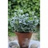 BAUHAUS Spindelstrauch Euonymus Japonicus 'Microphylus Albovariegata', Topfvolumen: 2 L, Grün Mit Weiß