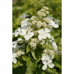 BAUHAUS Rispen-Hortensie Hydrangea Paniculata 'Levana'(S), Weiß