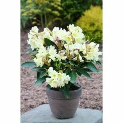 BAUHAUS Großblumiger Rhododendron Rhododendron INKARHO® 'Gelbe Dufthecke', Topfvolumen: 5 L, Gelb -Gartenpflanzen Verkäufe 12 118