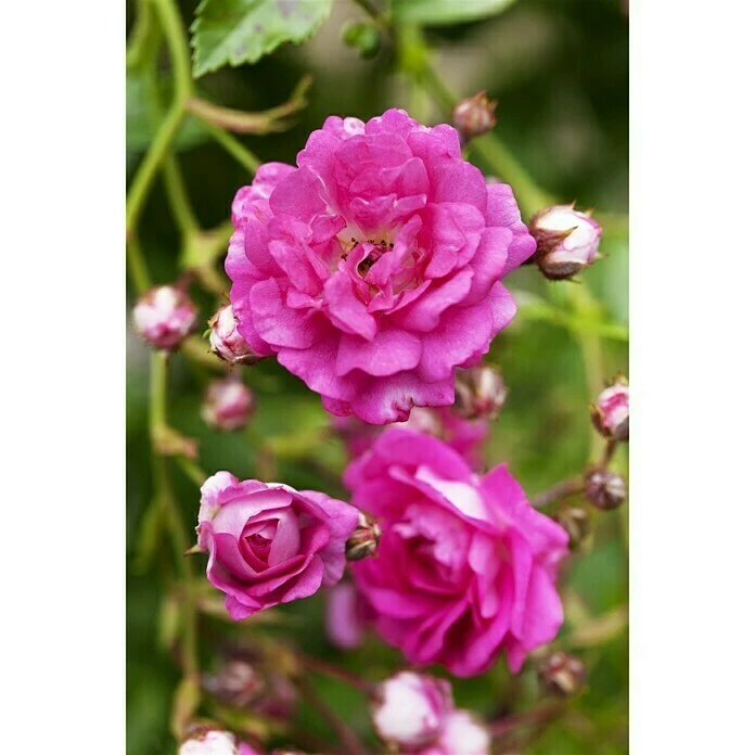 BAUHAUS Piardino Kletterrose Rosa Hybride 'Eden Rose ®' 3 BAUHAUS Piardino Kletterrose Rosa Hybride 'Eden Rose ®'
