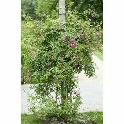 BAUHAUS Piardino Kletterrose Rosa Hybride 'Eden Rose ®' 7 BAUHAUS Piardino Kletterrose Rosa Hybride 'Eden Rose ®' -Gartenpflanzen Verkäufe 12 1182