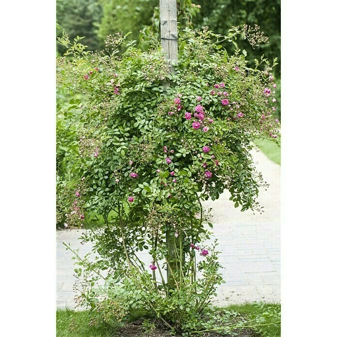 BAUHAUS Piardino Kletterrose Rosa Hybride 'Eden Rose ®' 5 BAUHAUS Piardino Kletterrose Rosa Hybride 'Eden Rose ®' – Bild 3