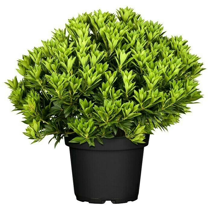 BAUHAUS Piardino Japanisches Schattenglöckchen Pieris Japonica, Topfvolumen: 5 L 3 BAUHAUS Piardino Japanisches Schattenglöckchen Pieris Japonica, Topfvolumen: 5 L