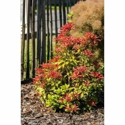 BAUHAUS Piardino Japanisches Schattenglöckchen Pieris Japonica, Topfvolumen: 5 L 6 BAUHAUS Piardino Japanisches Schattenglöckchen Pieris Japonica, Topfvolumen: 5 L -Gartenpflanzen Verkäufe 12 1184