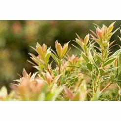 BAUHAUS Piardino Japanisches Schattenglöckchen Pieris Japonica, Topfvolumen: 5 L 7 BAUHAUS Piardino Japanisches Schattenglöckchen Pieris Japonica, Topfvolumen: 5 L -Gartenpflanzen Verkäufe 12 1185