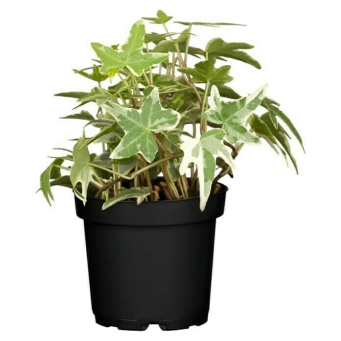 BAUHAUS Piardino Efeu 'Glacier' Hedera Helix 'Glacier', Grün/Gelb 3 BAUHAUS Piardino Efeu 'Glacier' Hedera Helix 'Glacier', Grün/Gelb