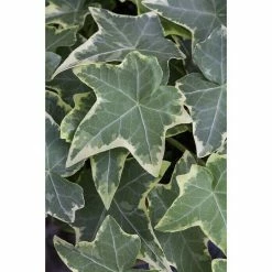 BAUHAUS Piardino Efeu 'Glacier' Hedera Helix 'Glacier', Grün/Gelb 5 BAUHAUS Piardino Efeu 'Glacier' Hedera Helix 'Glacier', Grün/Gelb -Gartenpflanzen Verkäufe 12 1188