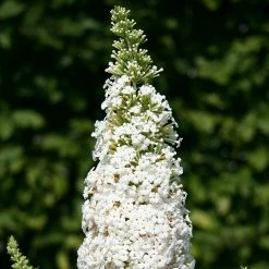 BAUHAUS Sommerflieder Buddleja Davidii 'White Profusion', Weiß