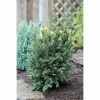 BAUHAUS Heimische Eibe Taxus Baccata 'Schwarzgrün', Aktuelle Wuchshöhe: 20 Cm - 30 Cm -Gartenpflanzen Verkäufe 12 1192