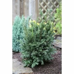 BAUHAUS Heimische Eibe Taxus Baccata 'Schwarzgrün', Aktuelle Wuchshöhe: 20 Cm - 30 Cm