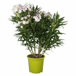 BAUHAUS Piardino Oleander Nerium Oleander, Topfgröße: 24 Cm, Blütenfarbe: Sortenabhängig
