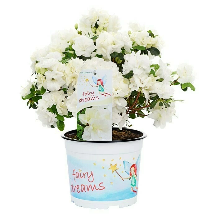 BAUHAUS Piardino Japanische Azalee Fairy Dreams Rhododendron Obtusum 'Fairy Dreams', Topfgröße: 17 Cm, Artenabhängig 4 BAUHAUS Piardino Japanische Azalee Fairy Dreams Rhododendron Obtusum 'Fairy Dreams', Topfgröße: 17 Cm, Artenabhängig – Bild 2