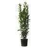 BAUHAUS Piardino Lorbeer Laurus Nobilis, Topfvolumen: 18 L -Gartenpflanzen Verkäufe 12 1200