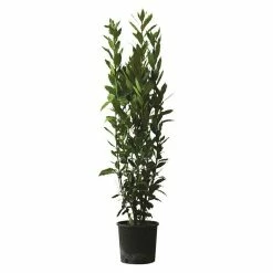 BAUHAUS Piardino Lorbeer Laurus Nobilis, Topfvolumen: 18 L