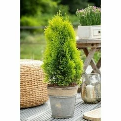 BAUHAUS Piardino Lebensbaum Thuja Occidentalis 'Golden Smaragd' -Gartenpflanzen Verkäufe 12 1203