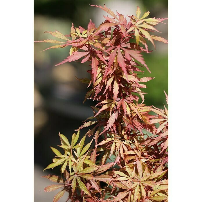 BAUHAUS Fächerahorn Acer Palmatum'Jerre Schwartz' 3 BAUHAUS Fächerahorn Acer Palmatum'Jerre Schwartz'