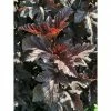 BAUHAUS Blasenspiere Physocarpus Opulifolius 'Midnight'®, Topfvolumen: 4,6 L, 40 Cm - 60 Cm 1 BAUHAUS Blasenspiere Physocarpus Opulifolius 'Midnight'®, Topfvolumen: 4,6 L, 40 Cm - 60 Cm -Gartenpflanzen Verkäufe 12 1207