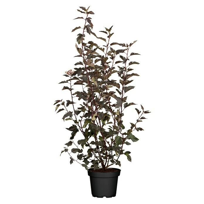 BAUHAUS Piardino Blasenspiere Fasanenspiere 'Summer Wine'® Physocarpus Opulifolius 'Summer Wine'® 3 BAUHAUS Piardino Blasenspiere Fasanenspiere 'Summer Wine'® Physocarpus Opulifolius 'Summer Wine'®