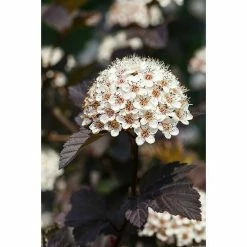 BAUHAUS Piardino Blasenspiere Fasanenspiere 'Summer Wine'® Physocarpus Opulifolius 'Summer Wine'® 8 BAUHAUS Piardino Blasenspiere Fasanenspiere 'Summer Wine'® Physocarpus Opulifolius 'Summer Wine'® -Gartenpflanzen Verkäufe 12 1209