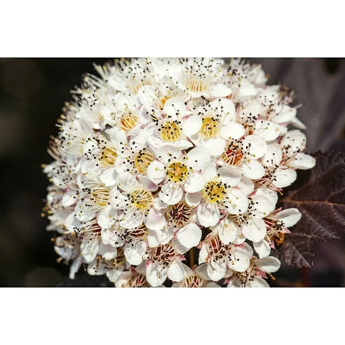 BAUHAUS Piardino Blasenspiere Fasanenspiere 'Summer Wine'® Physocarpus Opulifolius 'Summer Wine'® 5 BAUHAUS Piardino Blasenspiere Fasanenspiere 'Summer Wine'® Physocarpus Opulifolius 'Summer Wine'® – Bild 3