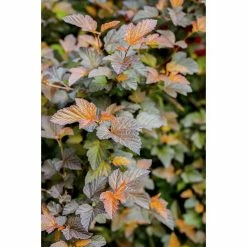 BAUHAUS Piardino Blasenspiere Fasanenspiere 'Summer Wine'® Physocarpus Opulifolius 'Summer Wine'® 11 BAUHAUS Piardino Blasenspiere Fasanenspiere 'Summer Wine'® Physocarpus Opulifolius 'Summer Wine'® -Gartenpflanzen Verkäufe 12 1212