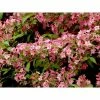 BAUHAUS Weigelie Weigela Florida 'Styriaca', 30 Cm - 50 Cm 1 BAUHAUS Weigelie Weigela Florida 'Styriaca', 30 Cm - 50 Cm -Gartenpflanzen Verkäufe 12 1213