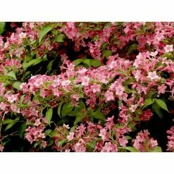 BAUHAUS Weigelie Weigela Florida 'Styriaca', 30 Cm - 50 Cm