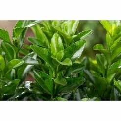 BAUHAUS Piardino Spindelstrauch Euonymus Japonicus, Topfvolumen: 2 L, Dunkelgrün -Gartenpflanzen Verkäufe 12 1215