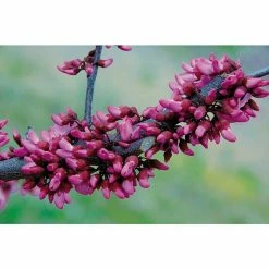 BAUHAUS Judasbaum Cercis Canadensis 'Merlot', Aktuelle Wuchshöhe: 40 Cm - 60 Cm