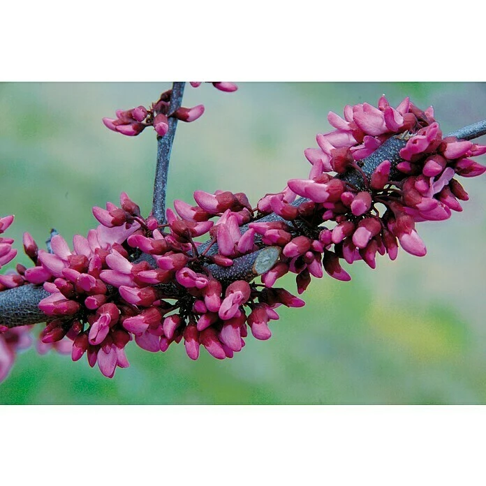 BAUHAUS Judasbaum Cercis Canadensis 'Merlot', Aktuelle Wuchshöhe: 40 Cm - 60 Cm 3 BAUHAUS Judasbaum Cercis Canadensis 'Merlot', Aktuelle Wuchshöhe: 40 Cm - 60 Cm