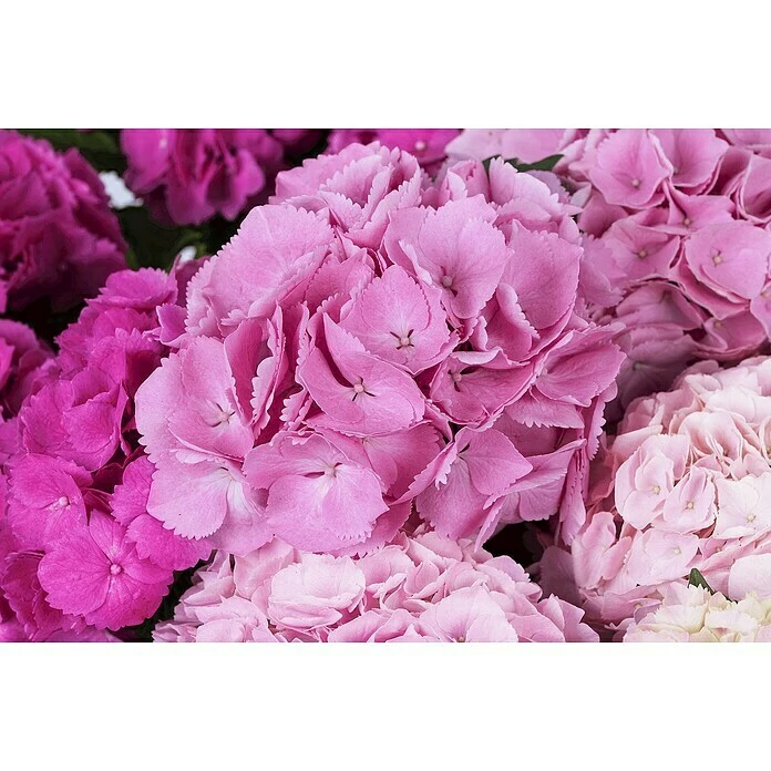 BAUHAUS Bauernhortensie Hydrangea Macrophylla 'Three Sisters'® Pink, Topfvolumen: 6 L, Dreifarbig Pink 4 BAUHAUS Bauernhortensie Hydrangea Macrophylla 'Three Sisters'® Pink, Topfvolumen: 6 L, Dreifarbig Pink – Bild 2