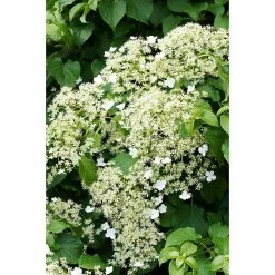 BAUHAUS Kletterhortensie Hydrangea Petiolaris, Topfvolumen: 4,6 L -Gartenpflanzen Verkäufe 12 122