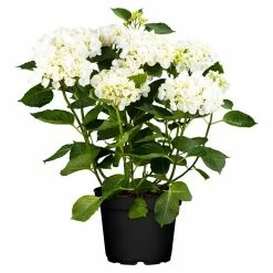 BAUHAUS Piardino Teller-Hortensie Hydrangea Macrophylla, Sortenabhängig -Gartenpflanzen Verkäufe 12 1226