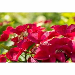 BAUHAUS Piardino Teller-Hortensie Hydrangea Macrophylla, Sortenabhängig -Gartenpflanzen Verkäufe 12 1228