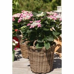 BAUHAUS Piardino Teller-Hortensie Hydrangea Macrophylla, Sortenabhängig -Gartenpflanzen Verkäufe 12 1229