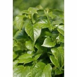 BAUHAUS Kletterhortensie Hydrangea Petiolaris, Topfvolumen: 4,6 L -Gartenpflanzen Verkäufe 12 123