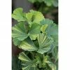 BAUHAUS Ginkgo Stämmchen Ginkgo Biloba 'Troll' Select, Topfvolumen: 4,6 L, Aktuelle Wuchshöhe: 30 Cm - 50 Cm -Gartenpflanzen Verkäufe 12 1231