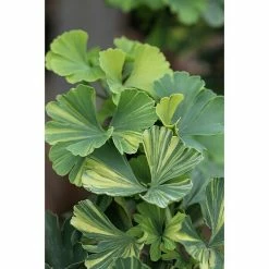 BAUHAUS Ginkgo Stämmchen Ginkgo Biloba 'Troll' Select, Topfvolumen: 4,6 L, Aktuelle Wuchshöhe: 30 Cm - 50 Cm