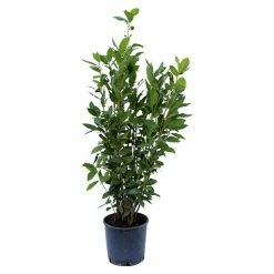 BAUHAUS Piardino Lorbeer Laurus Nobilis, Topfgröße: 19 Cm