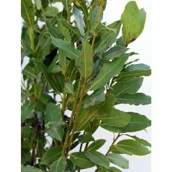 BAUHAUS Piardino Lorbeer Laurus Nobilis, Topfgröße: 19 Cm -Gartenpflanzen Verkäufe 12 1234