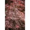 BAUHAUS Fächerahorn Acer Palmatum 'Dissectum Garnet' -Gartenpflanzen Verkäufe 12 1238
