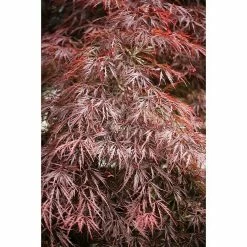 BAUHAUS Fächerahorn Acer Palmatum 'Dissectum Garnet'