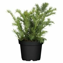BAUHAUS Piardino Heimische Eibe Repandens Taxus Baccata 'Repandens'